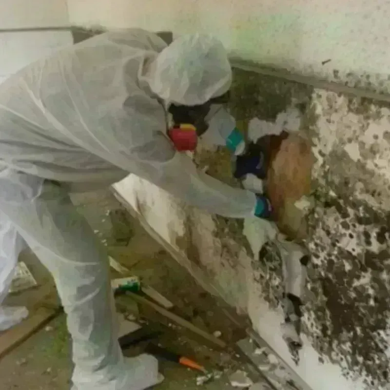 Mold Remediation and Removal in Campbell, FL